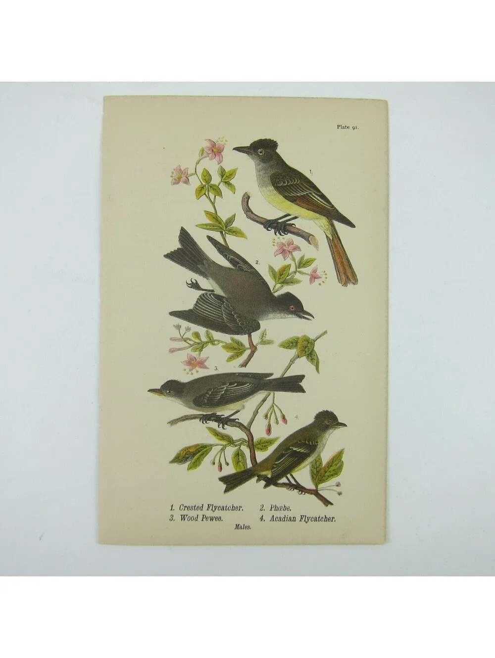 Bird Lithograph Print Crested Flycatcher Phoebe Wood Pewee Acadian Antique 1890